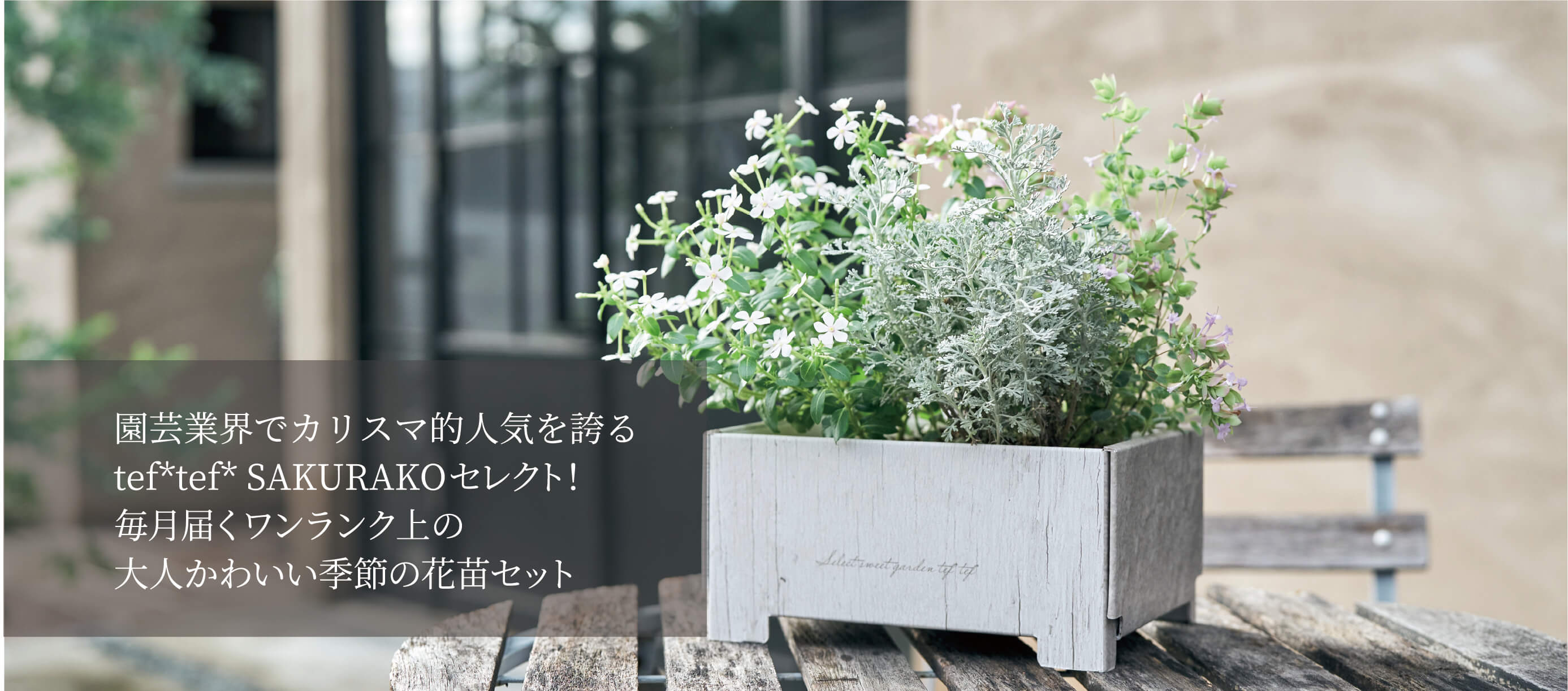 寄せ植え花苗セット定期便｜Select sweet garden tef*tef*