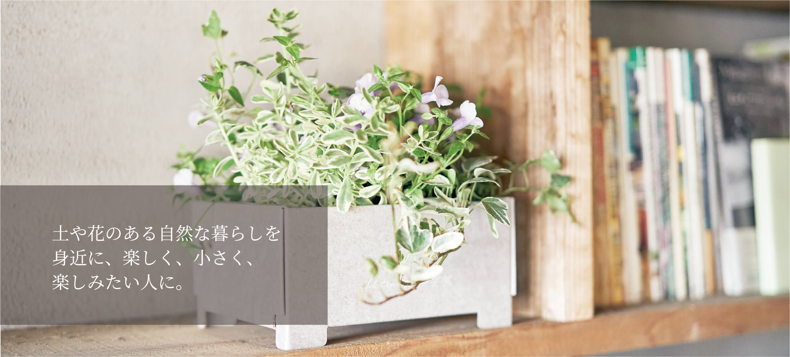 寄せ植え花苗セット定期便 Select Sweet Garden Tef Tef