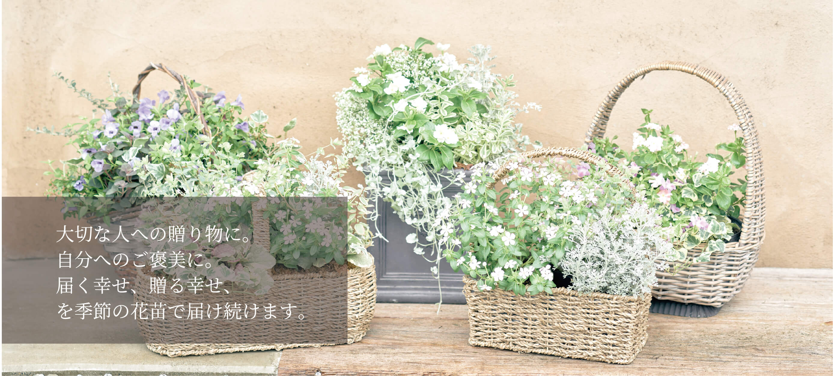 寄せ植え花苗セット定期便 Select Sweet Garden Tef Tef